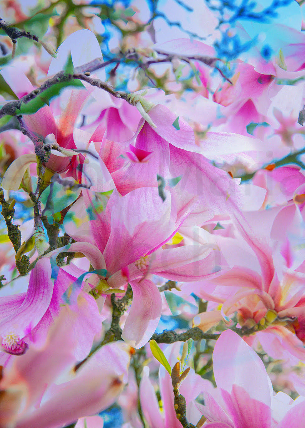 Magnolia tree - High Quality Matt Print