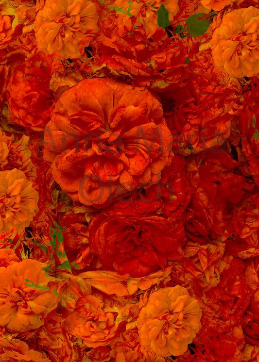 Orange Roses - High Quality Matt Print