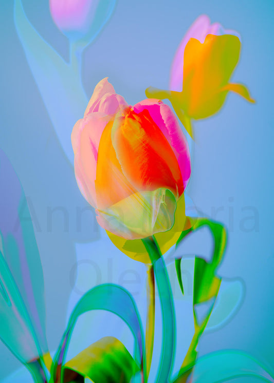 Orange Tulip - High Quality Matt Print